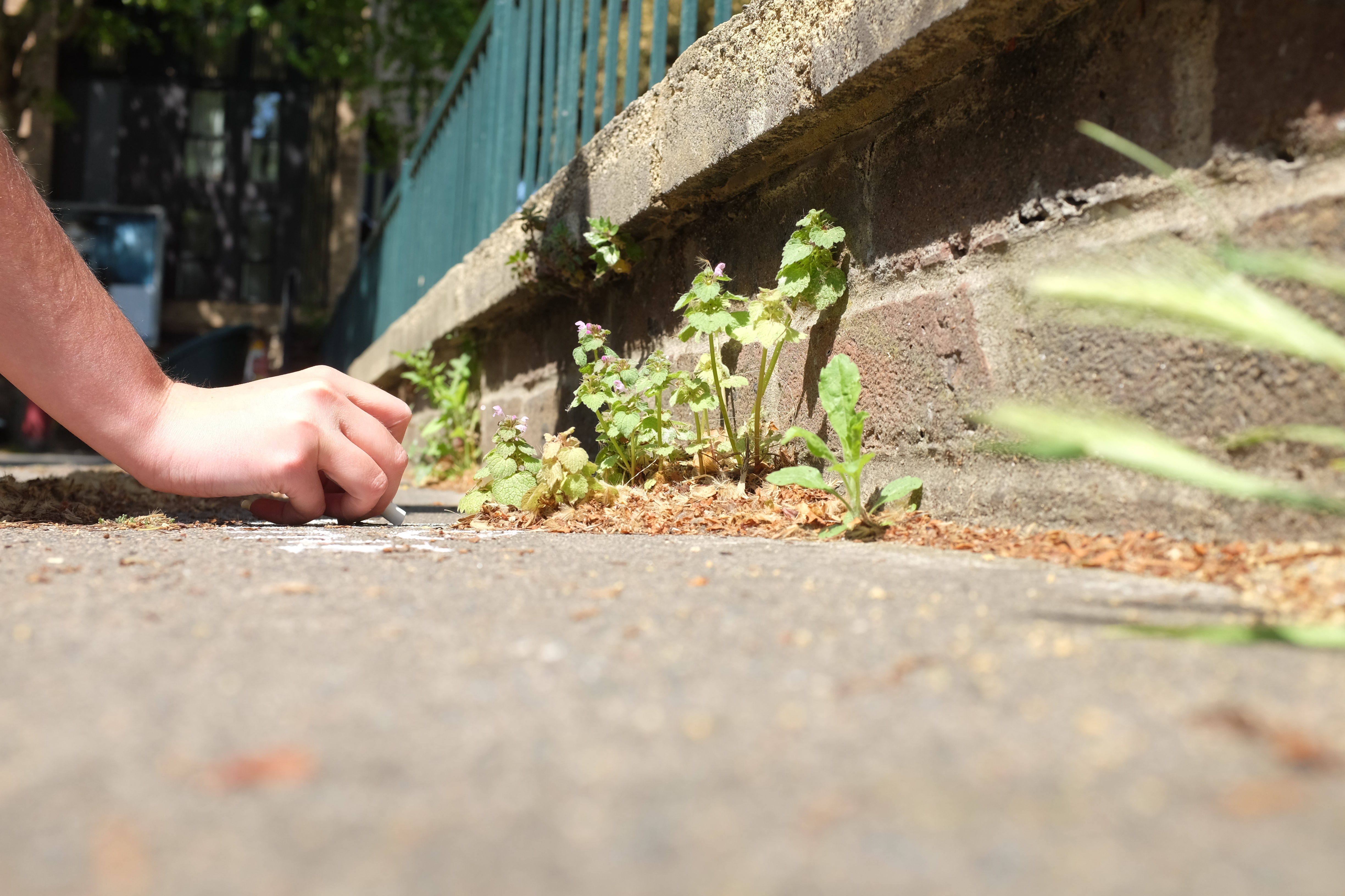 Are you aware about the wildflowers present at your footstep?